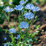 Chicory Seeds Wildflower Drought Tolerant Pollinator Shipping heirloom non-GMO seeds