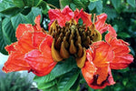 African Tulip Magnolia Flower Tree Seeds Spatho campanulata Flame of The Forest heirloom non-GMO seeds