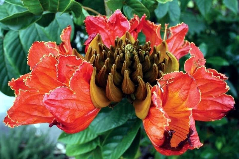 African Tulip Magnolia Flower Tree Seeds Spatho campanulata Flame of The Forest heirloom non-GMO seeds