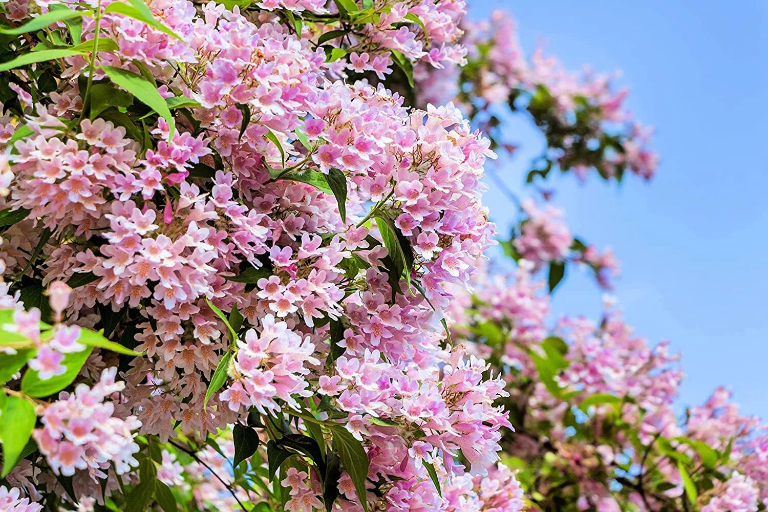 Beautybush Seeds for Planting Kolkwitzia amabilis heirloom non-gmo seeds