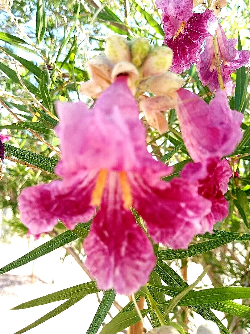 DESERT WILLOW SEEDS AZ Purple Rose Orchid Drought Toler heirloom non-gmo seeds