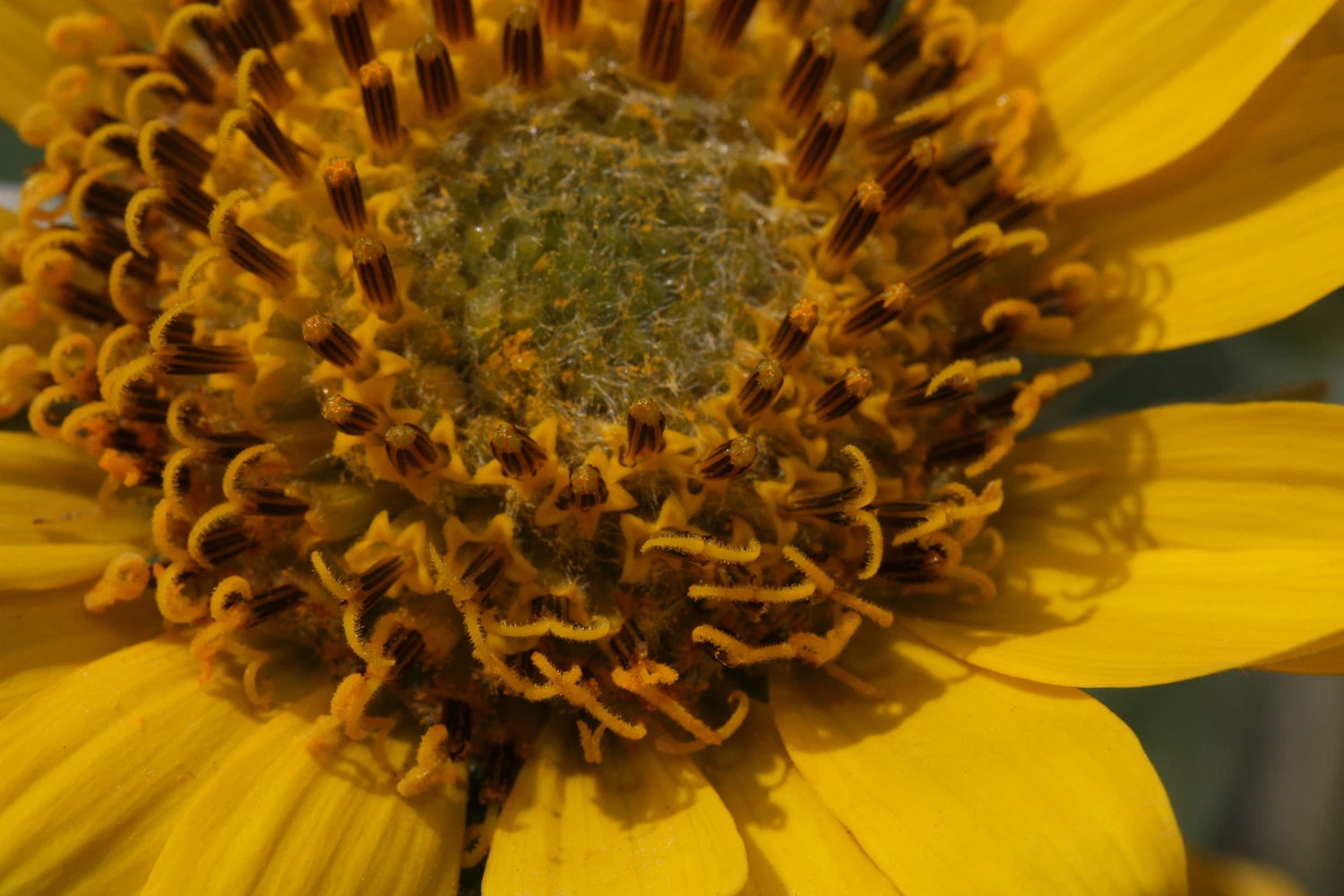 BALSAMORHIZA DELTOIDEA Seeds Deltoid Balsamroot shipping – Heirloom, Non-GMO, High Germination Organic Garden Seeds