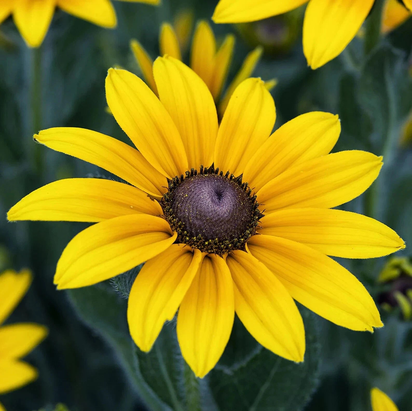 Black Eyed Susan Flower Seeds Big Sunflower Sun Flower Indian Summer Helianthus annuus heirloom non-GMO seeds