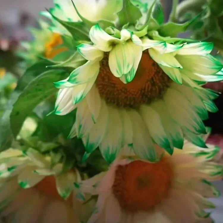 Green Lace Sunflower Seeds Helianthus annuus heirloom non-GMO seeds