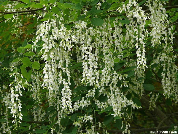 American Yellowwood Cladrastis kentukea Tree Seeds Showy Hardy Fall Color – Heirloom, Non-GMO, High Germination Organic Garden Seeds