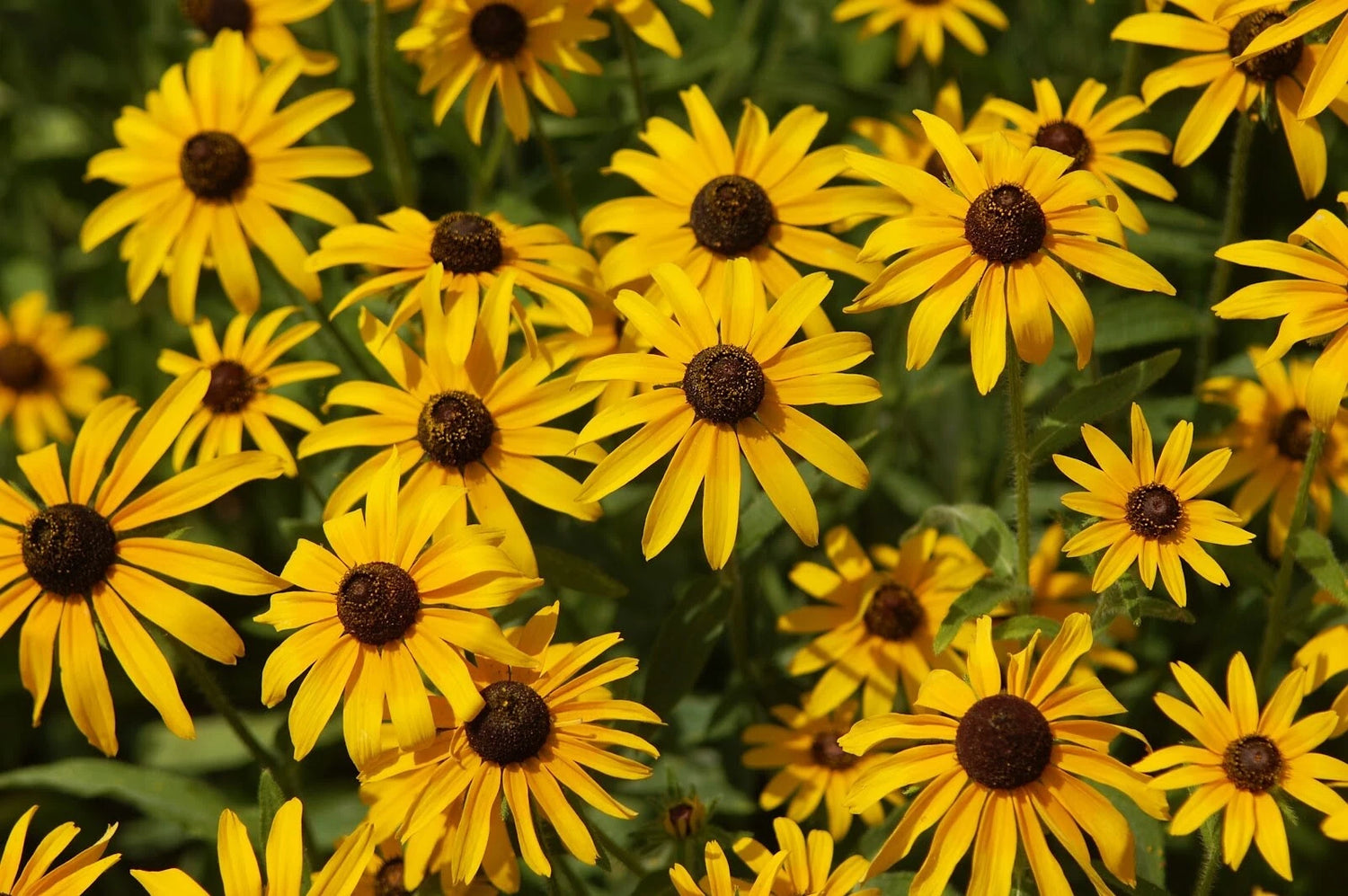 Black-Eyed Susan Rudbeckia Hirta Flower Seeds-- Seeds – Heirloom, Non-GMO, High Germination Organic Garden Seeds