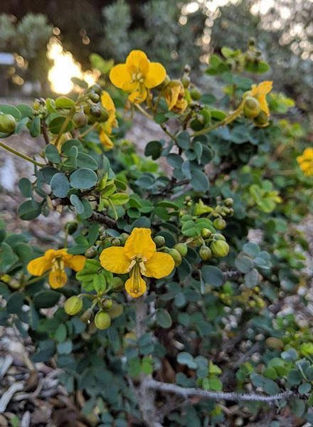 Senna purpusii Baja California Senna Seeds – Heirloom, Non-GMO, High Germination Organic Garden Seeds