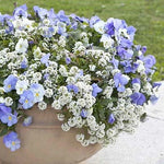 Alyssum SNOW CLOTH White Ground Cover Deer Drought Resistant Seeds heirloom non-GMO seeds