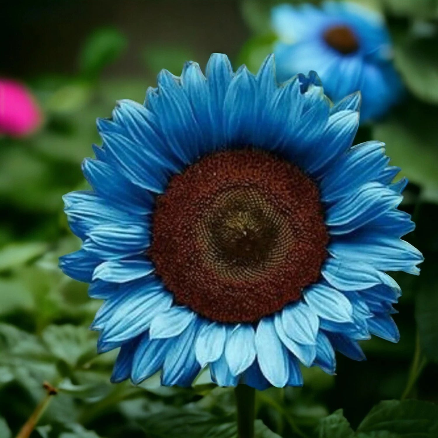 Midnight Oil Blue Sunflower Seeds Rare Bonsai Black Hybrid for Your Garden Seeds – Heirloom, Non-GMO, High Germination Organic Garden Seeds