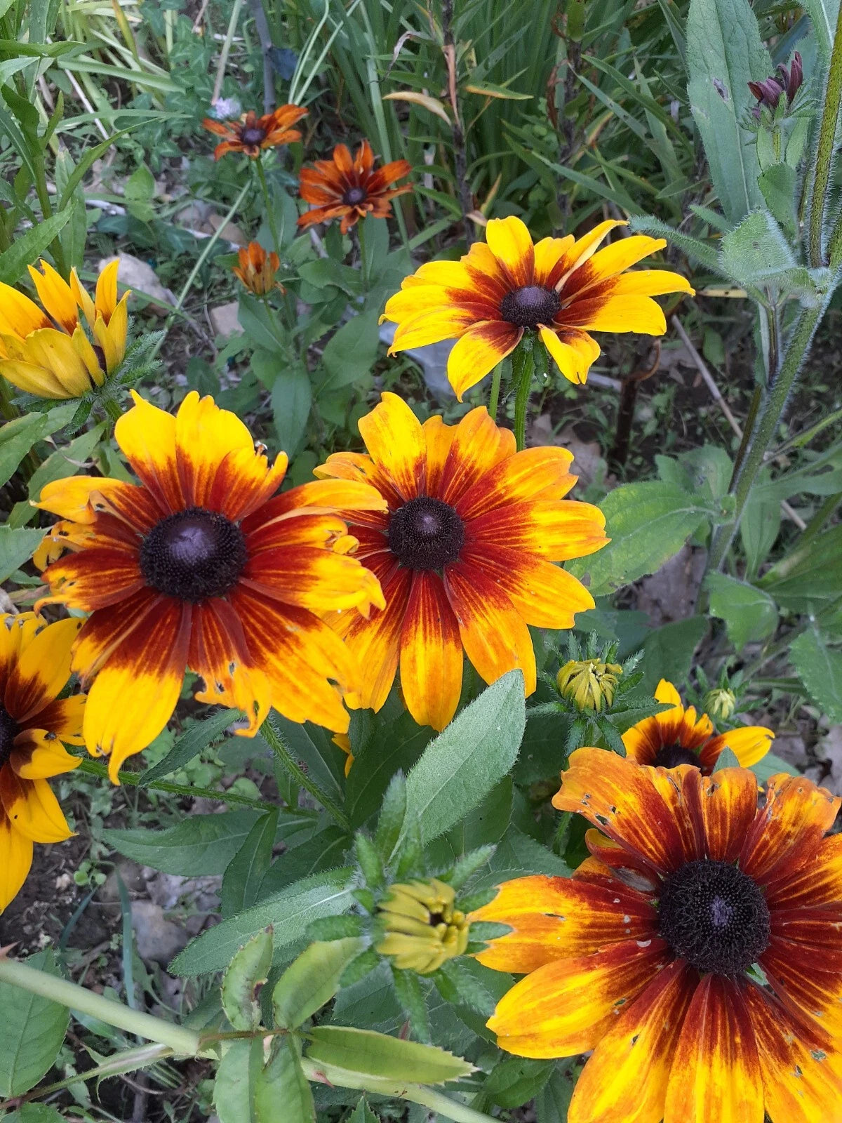 Rudbeckia Autumn colors seeds – Heirloom, Non-GMO, High Germination Organic Garden Seeds