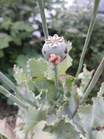 SHTF Poppy Seed Afghan Galania And Queens - Seeds Papaver sp. heirloom non-gmo seeds