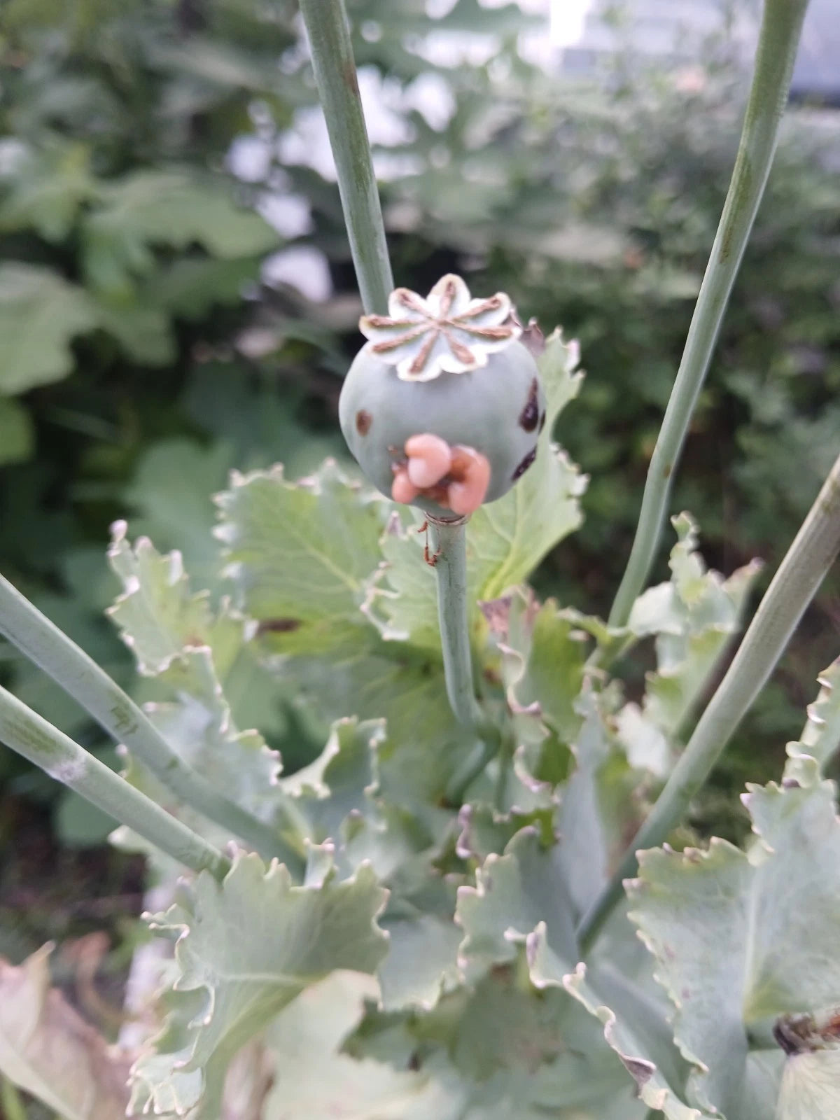 SHTF Poppy Seed Afghan Galania And Queens - Seeds Papaver sp. heirloom non-gmo seeds