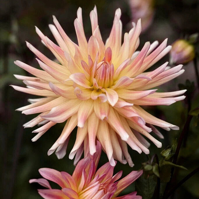 Cabana Banana Dahlia Perennial Seeds D024 – Heirloom, Non-GMO, High Germination Organic Garden Seeds