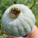 The Giant Poppy Seeds Papavaer Somniferum Massive Heads Giganteum Blooms Papaver sp. heirloom non-gmo seeds