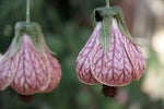 Abutilon pictum Pink Chinese Lantern Seeds – Heirloom, Non-GMO