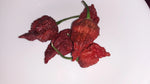 Chocolate Carolina Reaper Chili Pepper Seeds World Record Hot Peppers heirloom non-gmo seeds