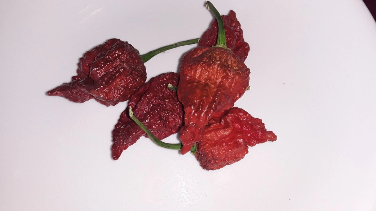 Chocolate Carolina Reaper Chili Pepper Seeds World Record Hot Peppers heirloom non-gmo seeds