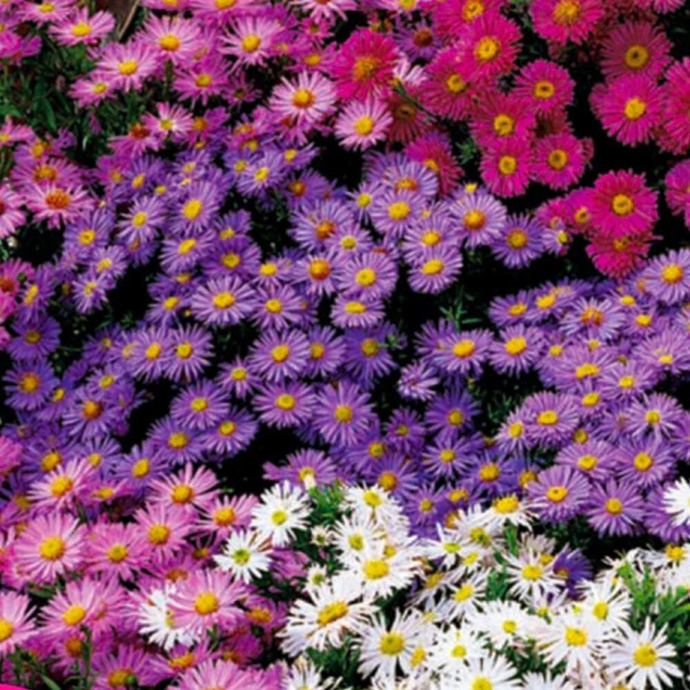 Aster Crego Mix Flower Seeds Aster seeds to plant in your home garden heirloom non-gmo seeds