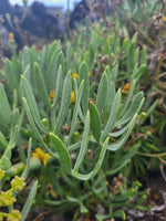CRITHMUM MARITIMUM Seeds Rock Samphire shipping Annual heirloom non-GMO seeds