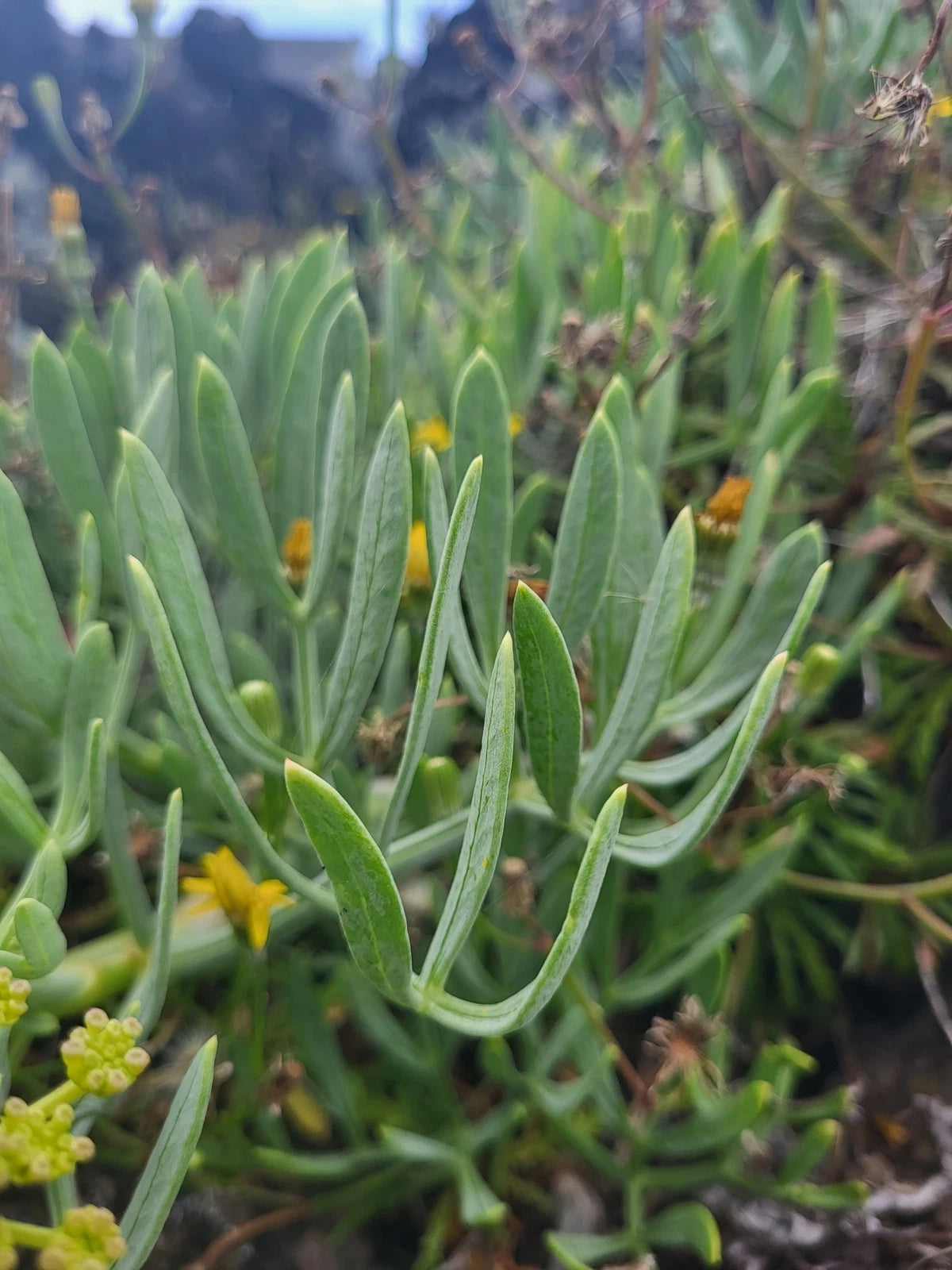 CRITHMUM MARITIMUM Seeds Rock Samphire shipping Annual heirloom non-GMO seeds
