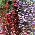 Cascade Lobelia Seed Mix Colorful Trailing Perennial Flowers Shippin heirloom non-gmo seeds