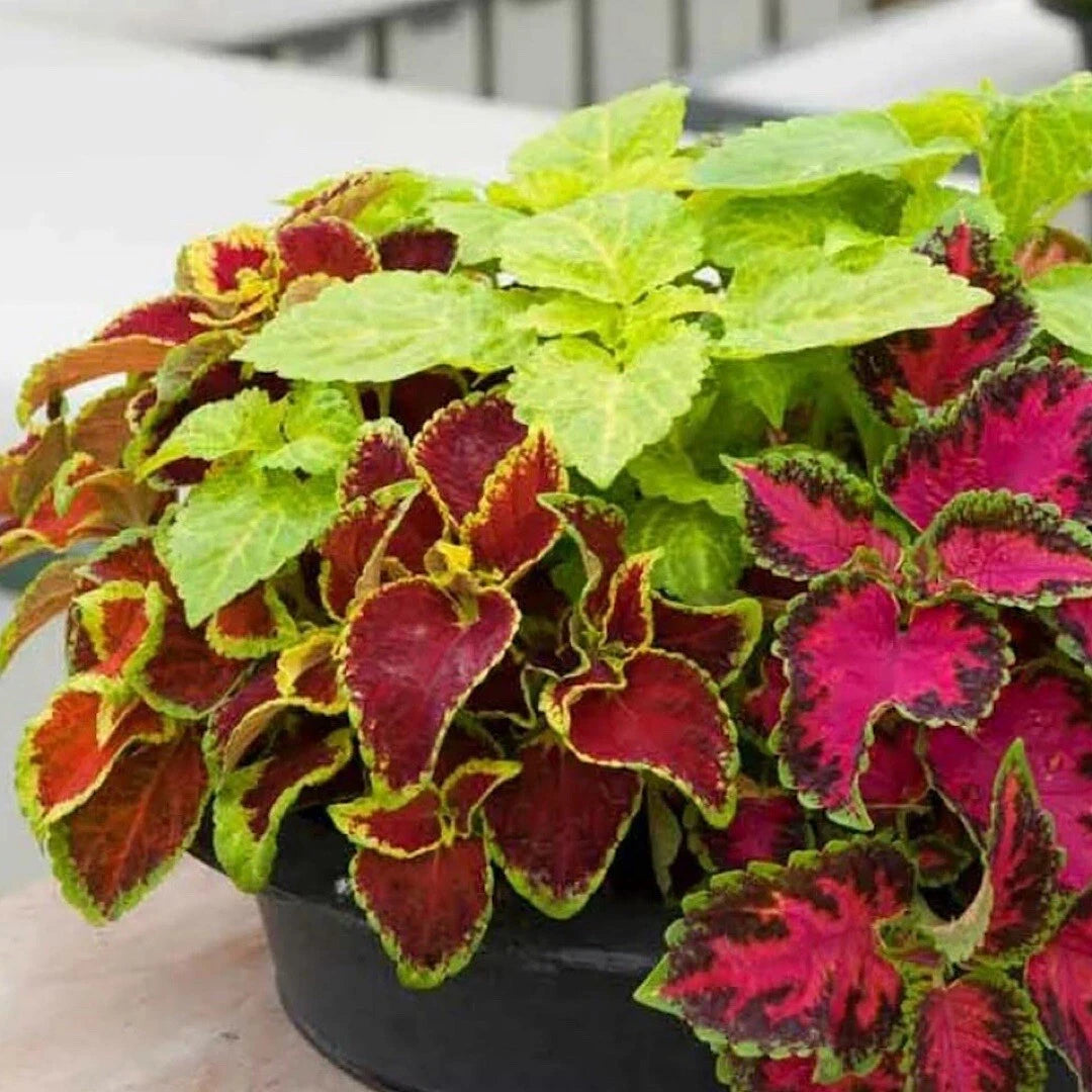 COLEUS Rainbow Mix Seeds Shade Garden Container Houseplant Groundcovr US Seeds – Heirloom, Non-GMO, High Germination Organic Garden Seeds