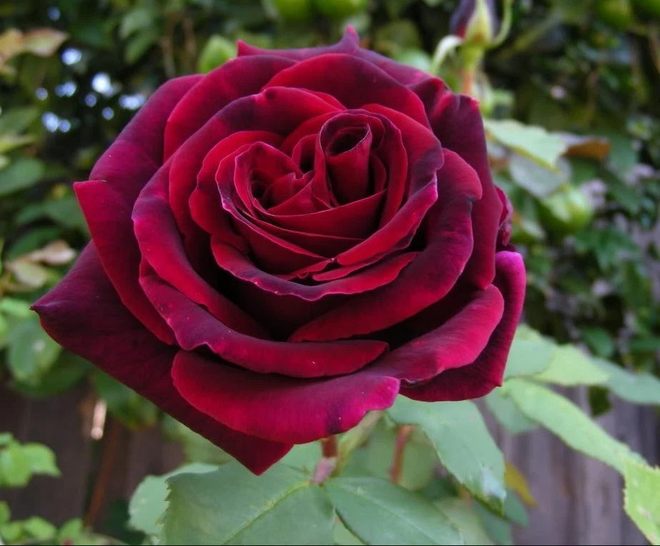 Burgundy Climbing Rose Seeds Pack Seeds Rose Flower Gardening heirloom non-GMO seeds