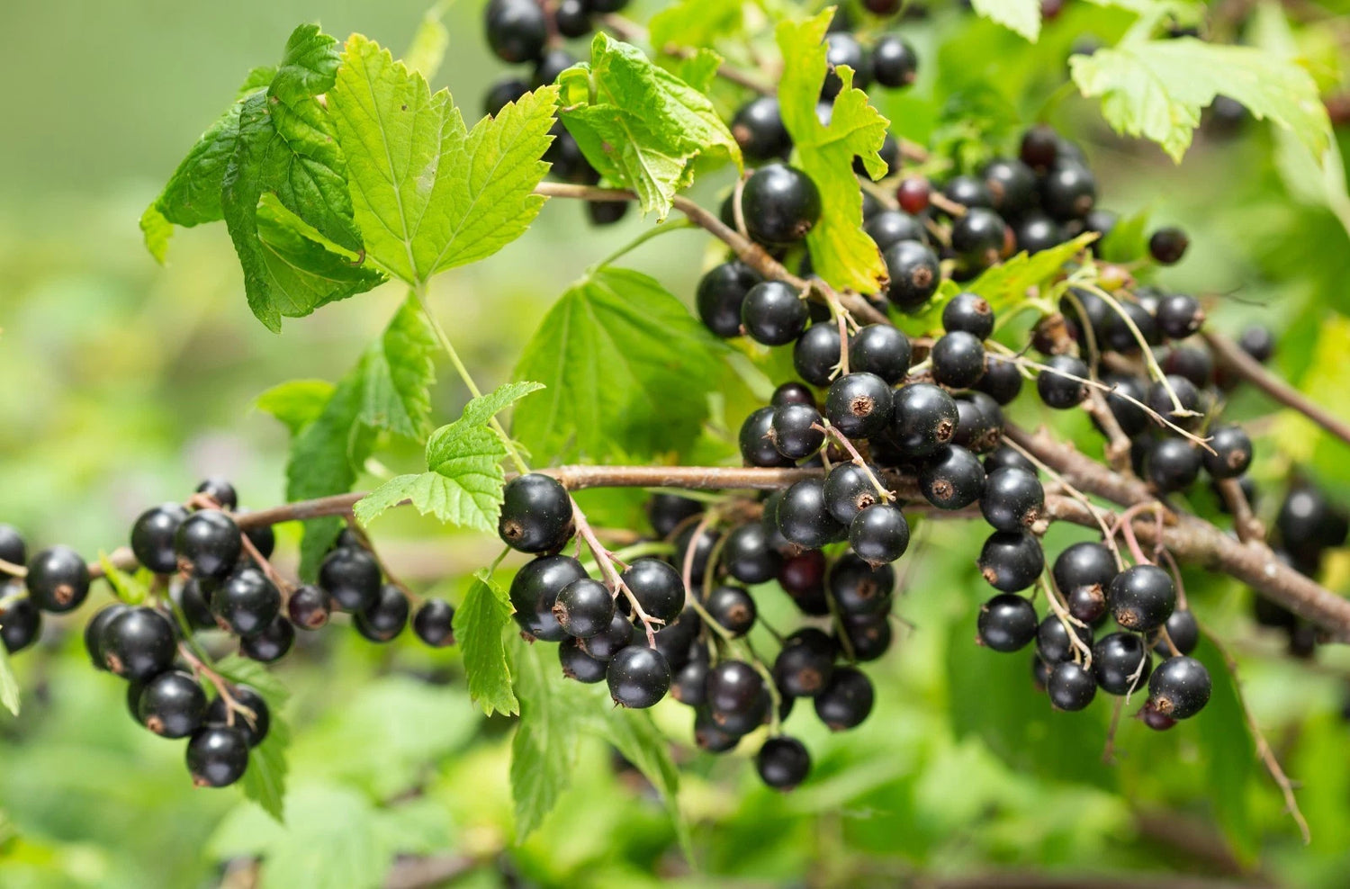 red flowering currant seeds tasty edible berries ribes sanguineum – Heirloom, Non-GMO, High Germination Organic Garden Seeds