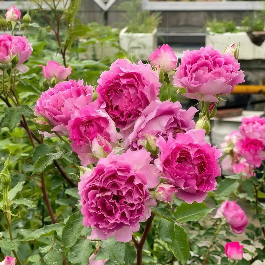 Sheherazad Rose Seeds - Seeds - Rose Flower Gardening – Heirloom, Non-GMO, High Germination Organic Garden Seeds