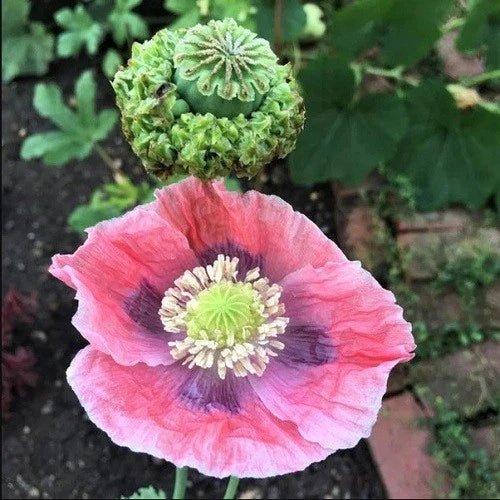 Papaver S Poppy Seeds Hens and Chicks Seeds Huge Red & Purple Flowers – Heirloom, Non-GMO, High Germination Organic Garden Seeds