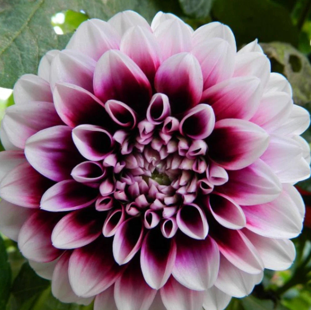 B-Man Perennial Dahlia Seeds D008 heirloom non-gmo seeds