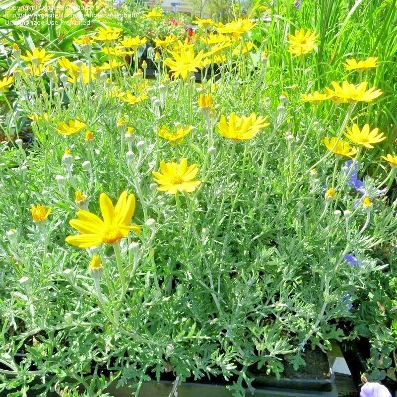 OREGON SUNSHINE Seeds Wooley Sunflower Native Wildflower Drought Poor Soils – Heirloom, Non-GMO, High Germination Organic Garden Seeds