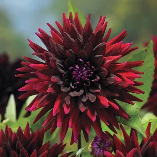 Black Narcissus Perennial Dahlia Seeds D063 – Heirloom, Non-GMO, High Germination Organic Garden Seeds