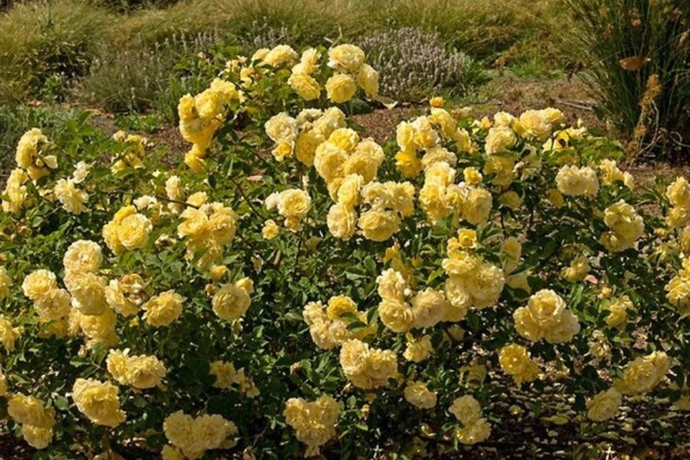 Jeri Jennings Rose Seeds Pack Seeds Rose Flower Gardening Seeds – Heirloom, Non-GMO, High Germination Organic Garden Seeds
