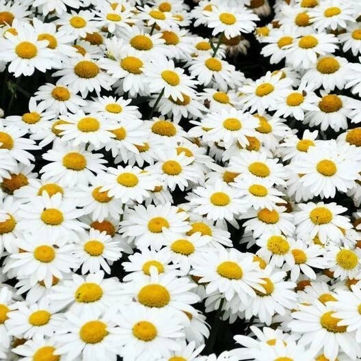 SHASTA DAISY SEEDS - ---------------------- CUT FLOWERS Bellis perennis heirloom non-gmo seeds