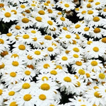 SHASTA DAISY SEEDS - ---------------------- CUT FLOWERS Bellis perennis heirloom non-gmo seeds