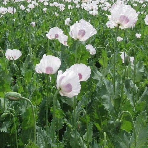 Slovakian Papavear Somniferum Poppy Seeds for Planting Over Seeds – Heirloom, Non-GMO, High Germination Organic Garden Seeds