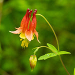 Wild Columbine Seeds Aquilegia Canadensis RED YELLOW WILDFLOWER heirloom non-GMO seeds