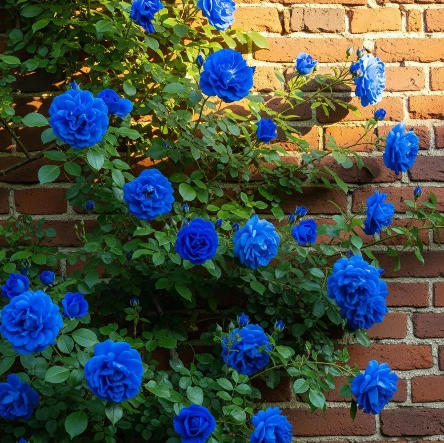 Blue Climbing Rose Bush Seeds - Seeds - Rose Flower Gardening – Heirloom, Non-GMO, High Germination Organic Garden Seeds