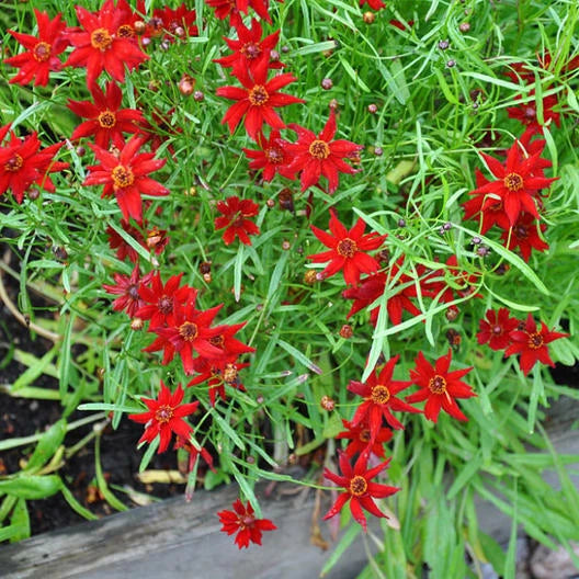 Coreopsis AMULET RED DWARF Tall Butterfly Garden Seeds – Heirloom, Non-GMO, High Germination Organic Garden Seeds