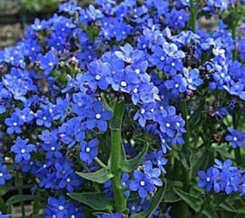 Blue Italian Alkanet Flower Seeds Anchusa Capensis Cape Forget-Me-Not heirloom non-gmo seeds