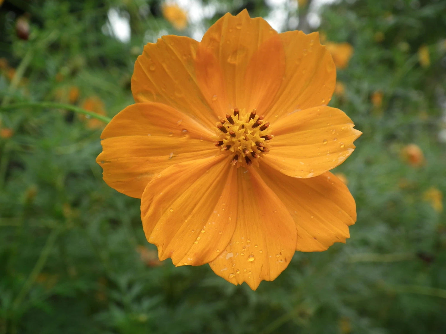 SULPHUR ORANGE COSMOS Seeds Cosmos sulphureus shipping – Heirloom, Non-GMO, High Germination Organic Garden Seeds