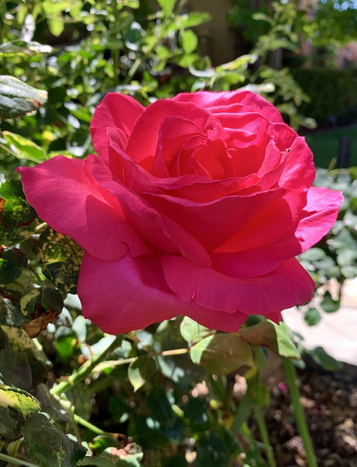 Fragrant-Large-Dark Pink Rose - Seeds – Heirloom, Non-GMO, High Germination Organic Garden Seeds
