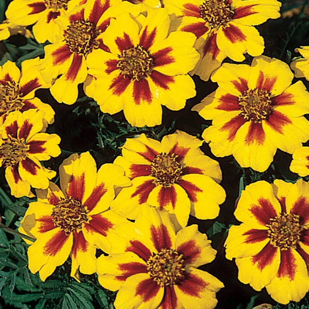 French Marigold Naughty Marrietta Seeds Dwarf Compact SHIPPING ...