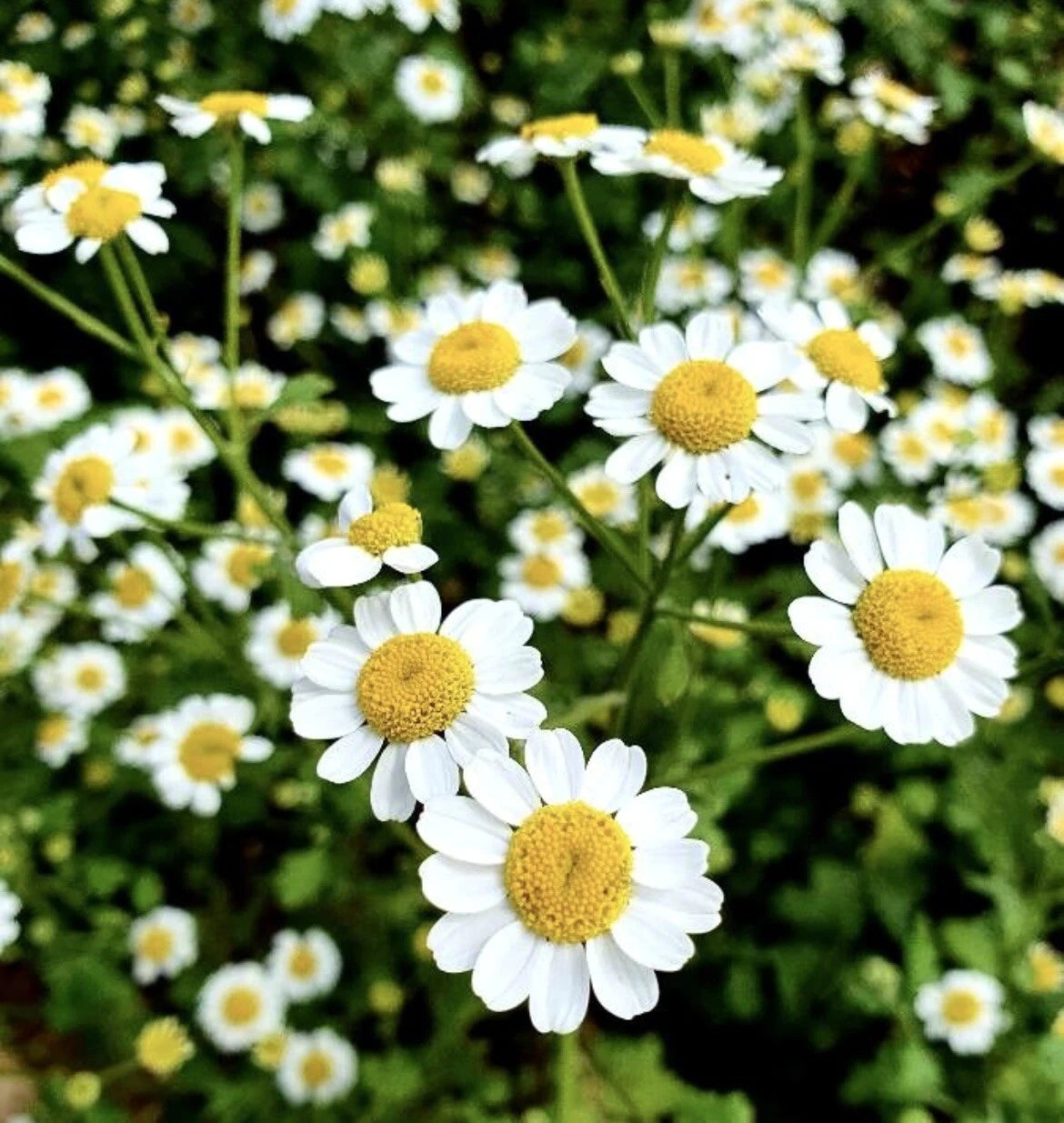Feverfew Tanacetum Parthenium - Seeds heirloom non-gmo seeds