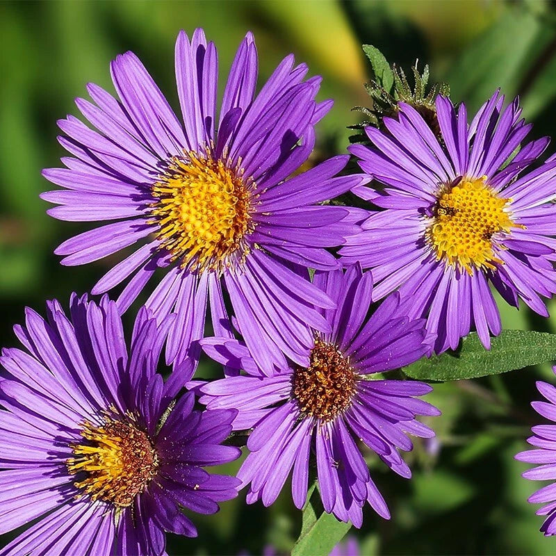 Aster New England Perennial Fall Flowers Wildflowers Shipping Seeds – Heirloom, Non-GMO, High Germination Organic Garden Seeds