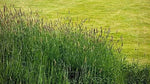 Timothy Climax Grass Deer Wildlife Food Plot Seed Cover Crop Hay heirloom non-gmo seeds