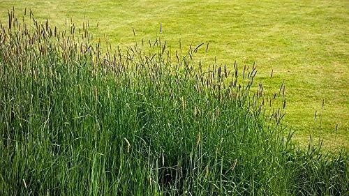 Timothy Climax Grass Deer Wildlife Food Plot Seed Cover Crop Hay heirloom non-gmo seeds