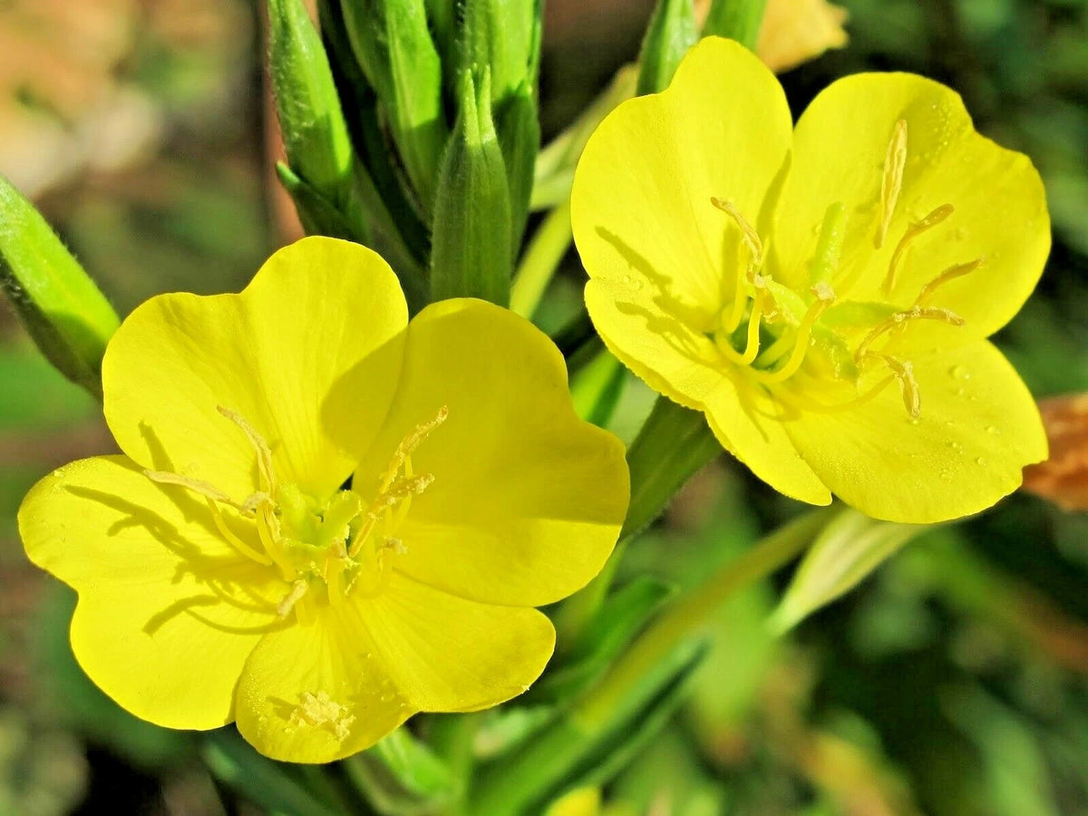 Dwarf MISSOURI EVENING PRIMROSE Flower Seeds Drought Groundcover Container – Heirloom, Non-GMO, High Germination Organic Garden Seeds