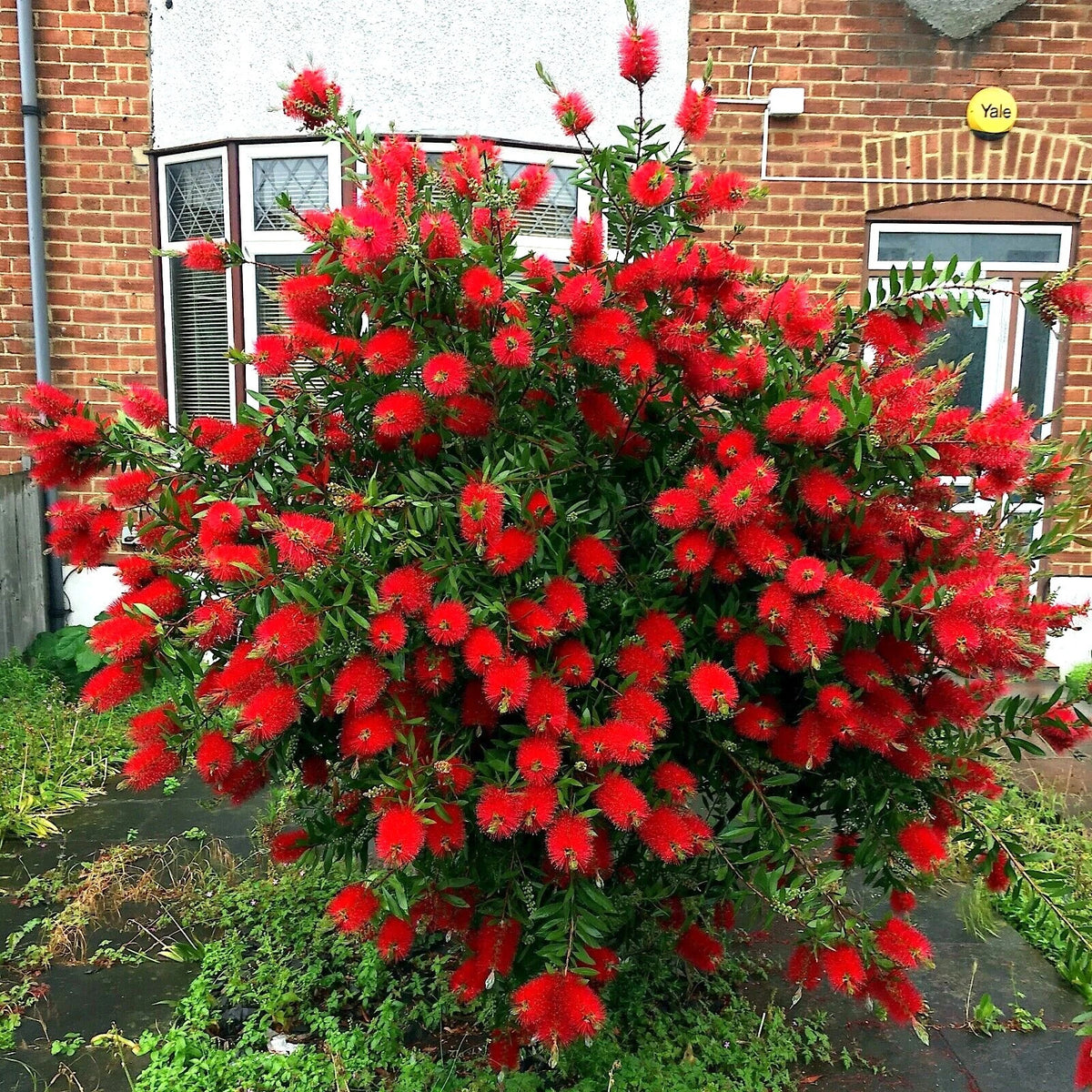 Crimson Bottlebrush Flower Tree Houseplant Garden Seeds Callistemon citrinus – Heirloom, Non-GMO, High Germination Organic Garden Seeds